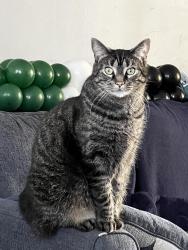 Lost Male Cat last seen Main Street , Darby, PA 19023
