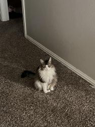 Lost Female Cat last seen Lancaster rd , Dallas, TX 75241