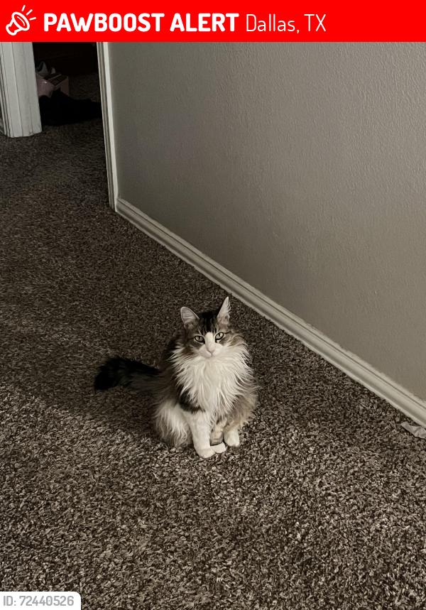 Lost Female Cat last seen Lancaster rd , Dallas, TX 75241