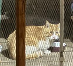Found/Stray Unknown Cat last seen Monte Vista Elementary School, Albuquerque, NM 87106