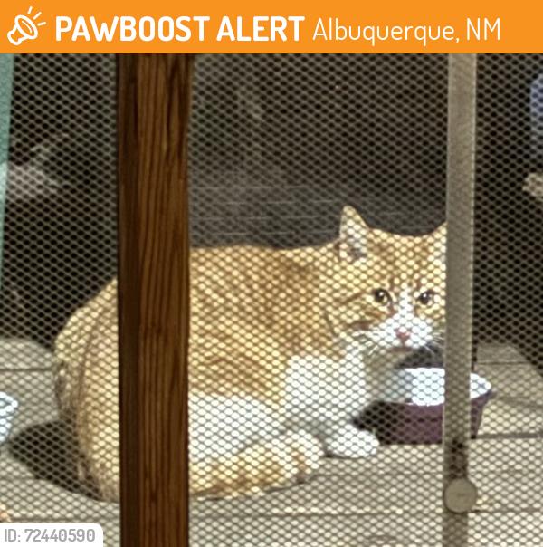 Found/Stray Unknown Cat last seen Monte Vista Elementary School, Albuquerque, NM 87106