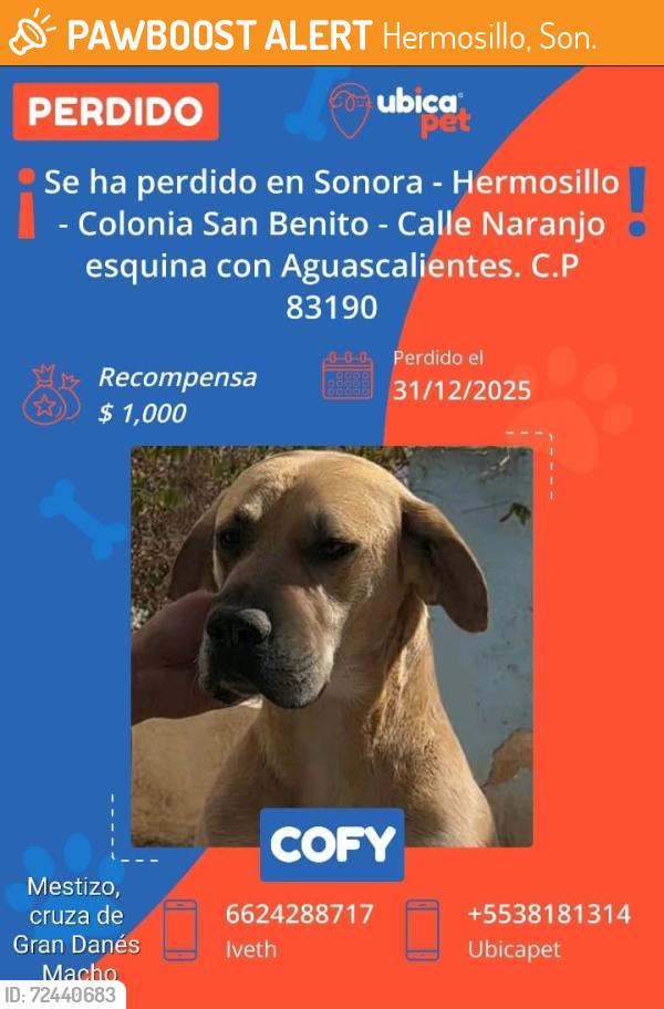 Found/Stray Male Dog last seen Naranjo esquina Aguascalientes , Hermosillo, Son. 83190