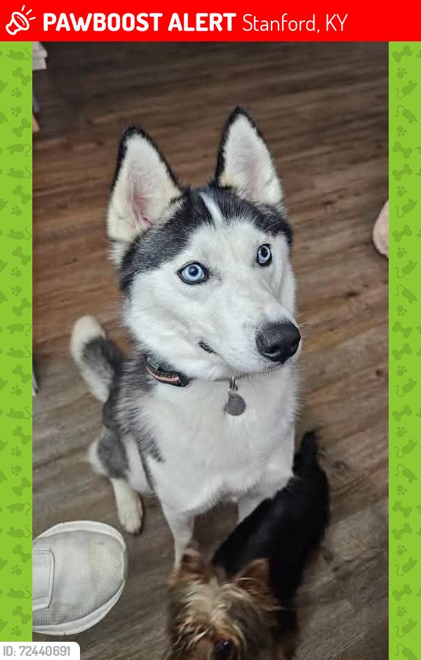 Lost Female Dog last seen Between Tractor Supply and McDonald's , Stanford, KY 40484