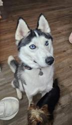 Lost Female Dog last seen Between Tractor Supply and McDonald's , Stanford, KY 40484