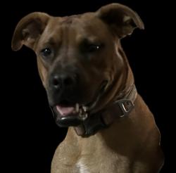Lost Female Dog last seen County Road 678 & FM 463, Natalia, TX 78059