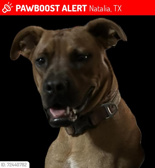 Lost Female Dog last seen County Road 678 & FM 463, Natalia, TX 78059