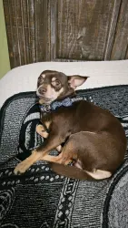Lost Male Dog last seen N Chadbourne, MLK, N Bryant, San Angelo, TX 76903