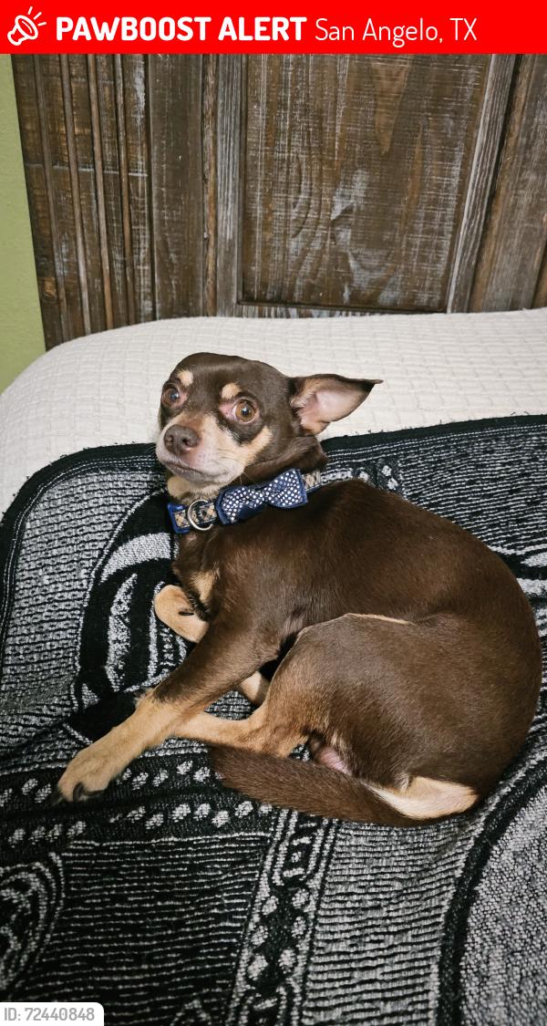 Lost Male Dog last seen N Chadbourne, MLK, N Bryant, San Angelo, TX 76903