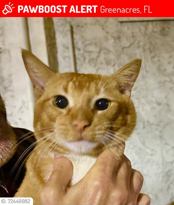 Lost Male Cat last seen Lantana Rd and Turnpike, Greenacres, FL 33467