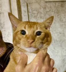 Lost Male Cat last seen Lantana Rd and Turnpike, Greenacres, FL 33467