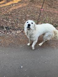 Found/Stray Unknown Dog last seen Valley pine lane, Lee County, NC 27330