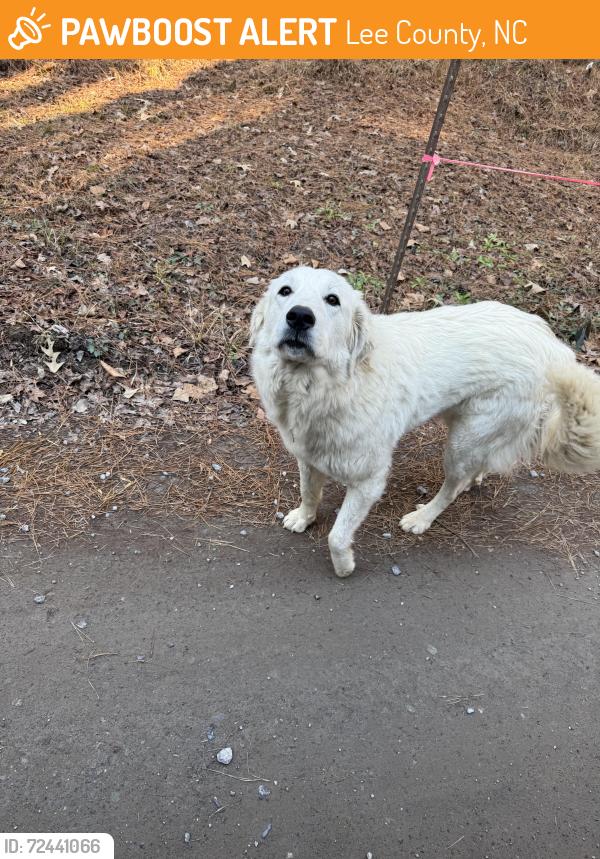 Found/Stray Unknown Dog last seen Valley pine lane, Lee County, NC 27330