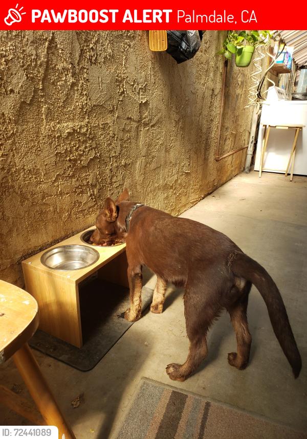 Lost Male Dog last seen Near st. E. & Ave.Q-4, Palmdale, CA 93550