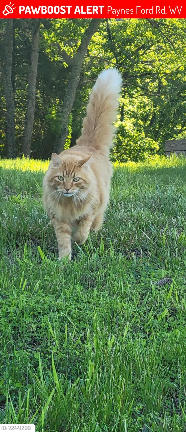 Lost Male Cat last seen Melody drive/ Horse Shoe Bend, Paynes Ford Rd, WV 25405
