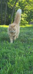 Lost Male Cat last seen Melody drive/ Horse Shoe Bend, Paynes Ford Rd, WV 25405