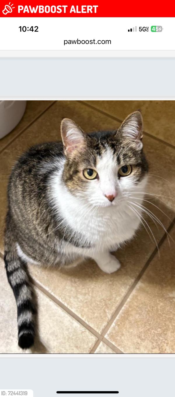 Lost Female Cat last seen Regatta Bay and Fox Trail Dr, Lake Saint Louis, MO 63367