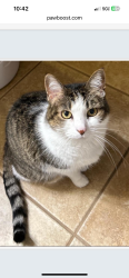 Lost Female Cat last seen Regatta Bay and Fox Trail Dr, Lake Saint Louis, MO 63367