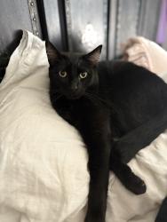 Lost Male Cat last seen Los Arboles , Thousand Oaks, CA 91360