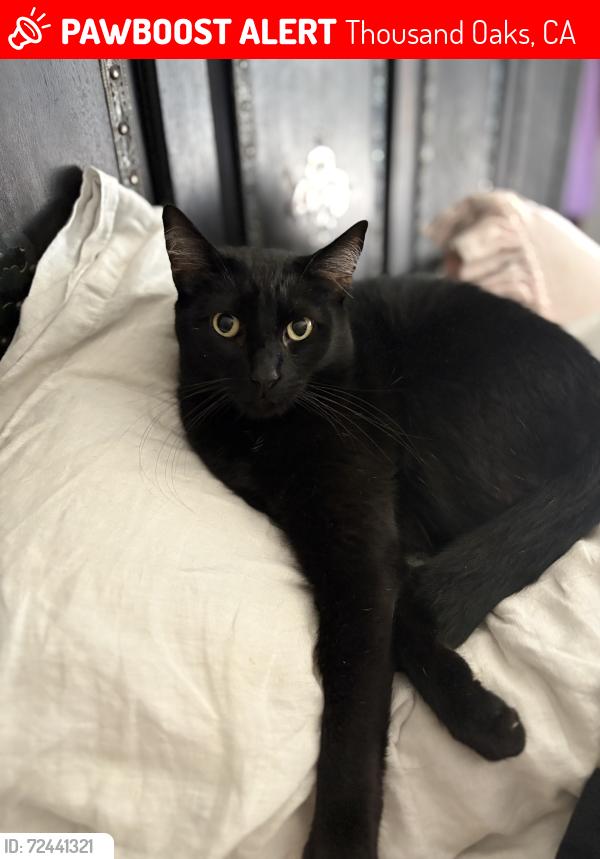 Lost Male Cat last seen Los Arboles , Thousand Oaks, CA 91360