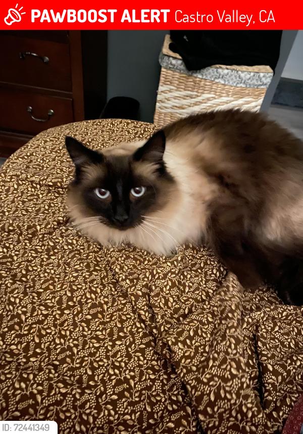 Lost Male Cat last seen Somerset and Carnation , Castro Valley, CA 94546