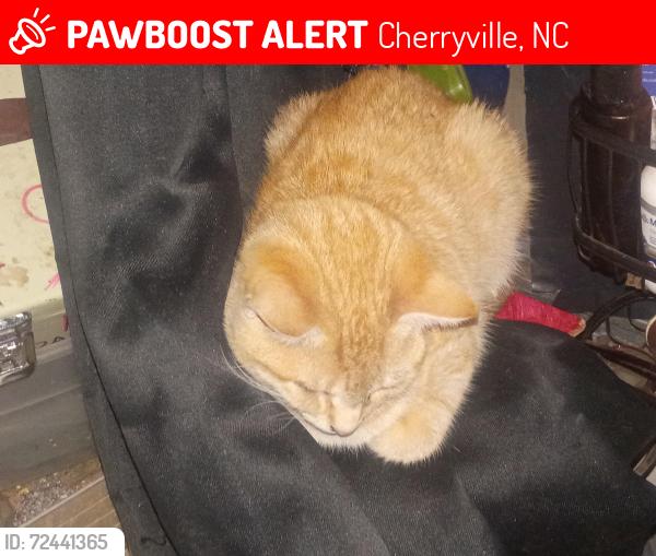 Lost Male Cat last seen Chicken Hill , Cherryville, NC 28021