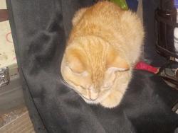 Lost Male Cat last seen Chicken Hill , Cherryville, NC 28021