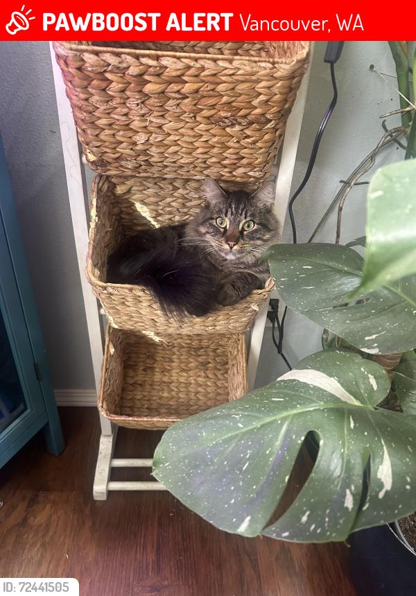 Lost Male Cat last seen NE Poplar and NE 155th, Vancouver, WA 98682