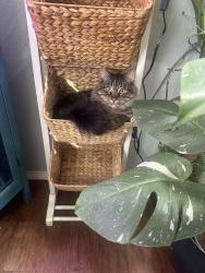 Lost Male Cat last seen NE Poplar and NE 155th, Vancouver, WA 98682