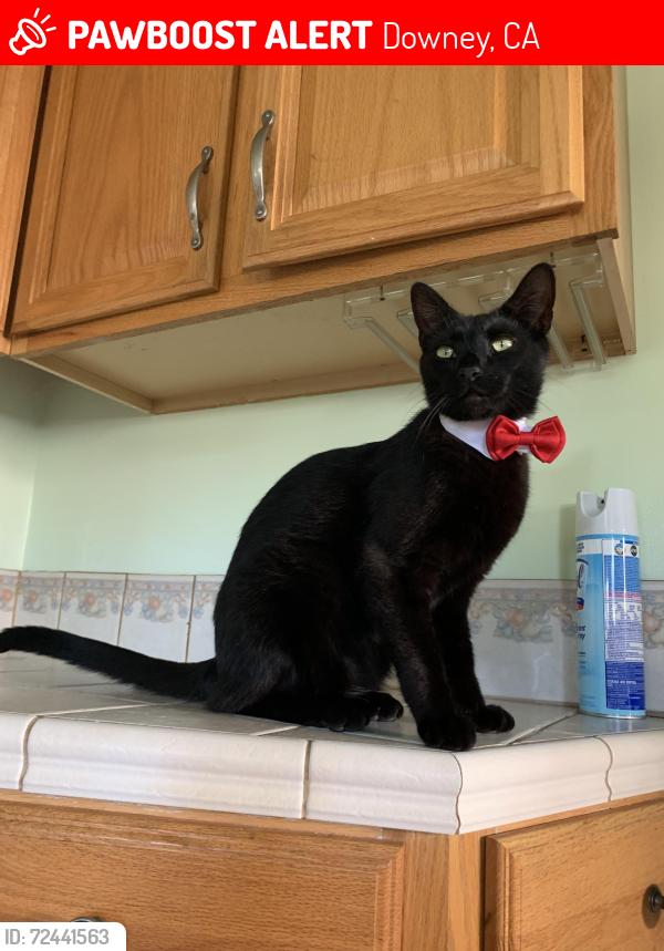 Lost Male Cat last seen Patton, Downey, CA 90242