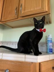 Lost Male Cat last seen Patton, Downey, CA 90242