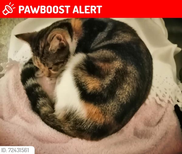 Lost Female Cat last seen Ravenoak rd woodsmoor sk2, Greater Manchester, England SK2 7BQ