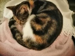 Lost Female Cat last seen Ravenoak rd woodsmoor sk2, Greater Manchester, England SK2 7BQ