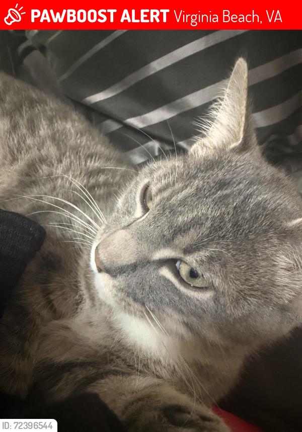 Lost Male Cat last seen Airline drive streamline drive, Virginia Beach, VA 23454