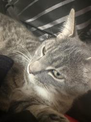 Lost Male Cat last seen Airline drive streamline drive, Virginia Beach, VA 23454
