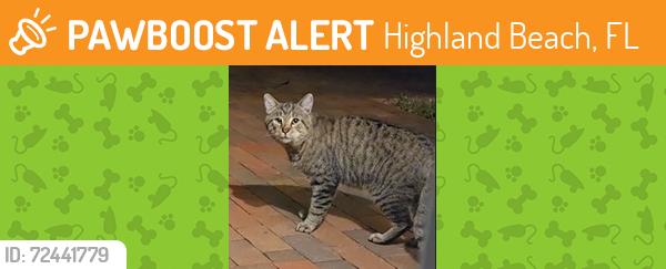 Found/Stray Unknown Cat last seen NW 2nd Ave and NW 4th Ave, Highland Beach, FL 33487