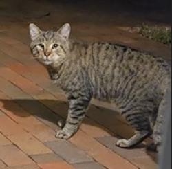 Found/Stray Unknown Cat last seen NW 2nd Ave and NW 4th Ave, Highland Beach, FL 33487