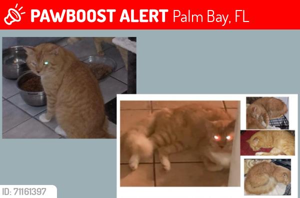 Lost Male Cat last seen Bianca Dr. NE, Hampton Dr, Gemini Ave NE, Capon st NE, Bridge Dr. NE, Chipper Dr NE, surroundings, Palm Bay, FL 32905