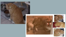 Lost Male Cat last seen Bianca Dr. NE, Hampton Dr, Gemini Ave NE, Capon st NE, Bridge Dr. NE, Chipper Dr NE, surroundings, Palm Bay, FL 32905