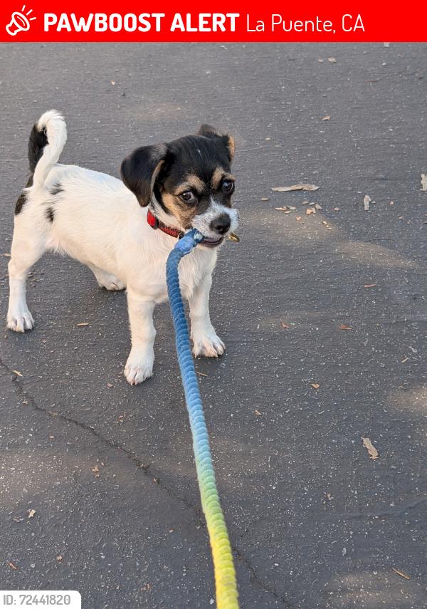 Lost Male Dog last seen Valley Blvd & Azusa , La Puente, CA 91744