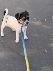 Lost Male Dog last seen Valley Blvd & Azusa , La Puente, CA 91744