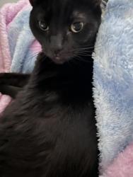 Lost Male Cat last seen madison, El Cajon, CA 92021