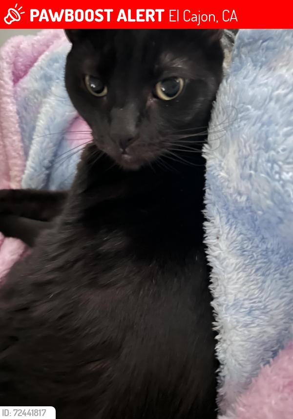 Lost Male Cat last seen madison, El Cajon, CA 92021
