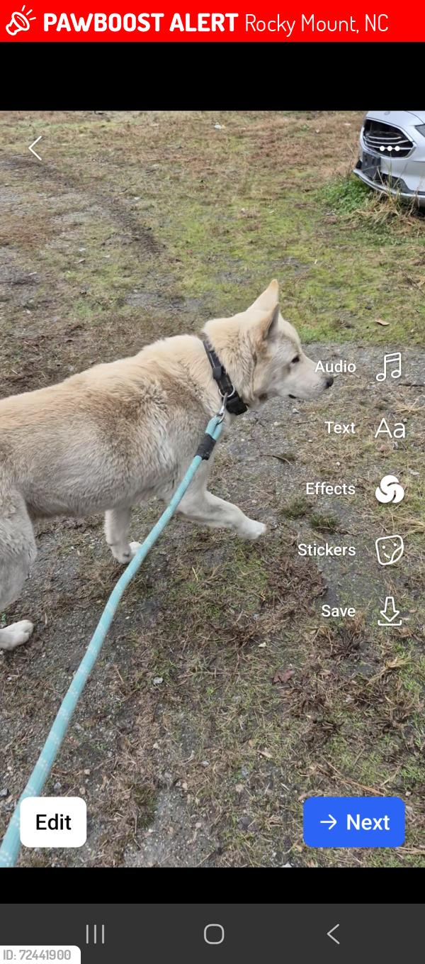 Lost Male Dog last seen Near or 27804, Rocky Mount, NC 27801
