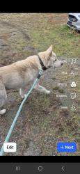 Lost Male Dog last seen Near or 27804, Rocky Mount, NC 27801
