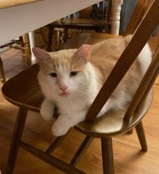Lost Male Cat last seen Mt tabor rd, Lakeland, FL 33810