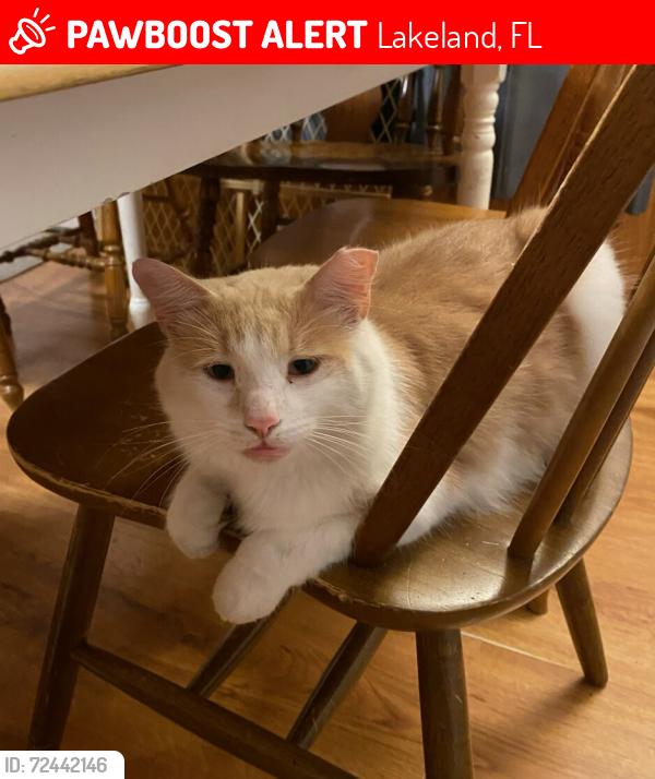 Lost Male Cat last seen Mt tabor rd, Lakeland, FL 33810