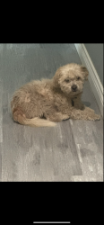 Lost Male Dog last seen Thines ave, El Monte, CA 91731