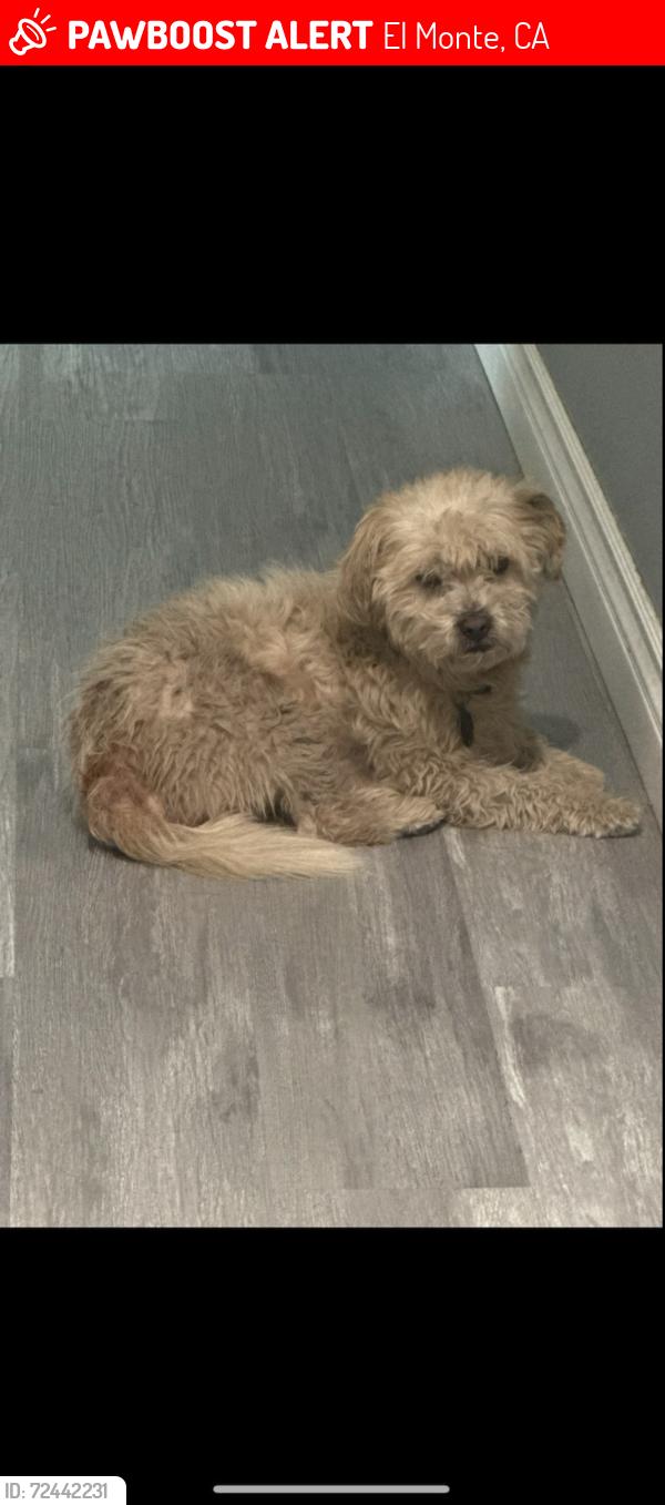 Lost Male Dog last seen Thines ave, El Monte, CA 91731