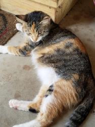 Lost Female Cat last seen Reo Rd. & MLK blvd., Lansing, MI 48910