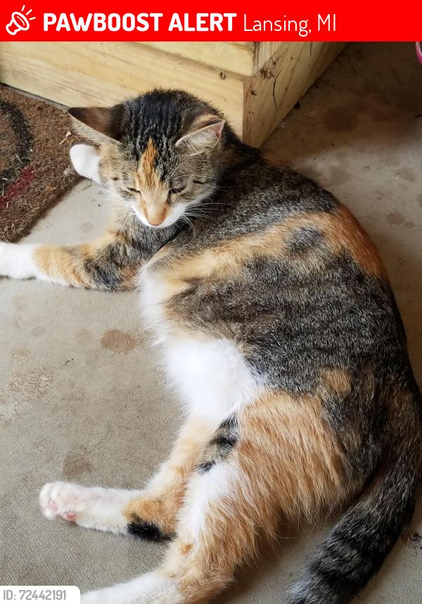 Lost Female Cat last seen Reo Rd. & MLK blvd., Lansing, MI 48910